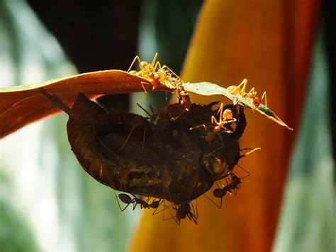 A group of weaver ants doing a team work for biting a cicadas insects