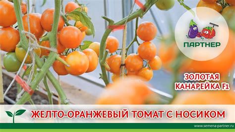 ЖЕЛТО-ОРАНЖЕВЫЙ ТОМАТ С НОСИКОМ – ЗОЛОТАЯ КАНАРЕЙКА F1 - YouTube