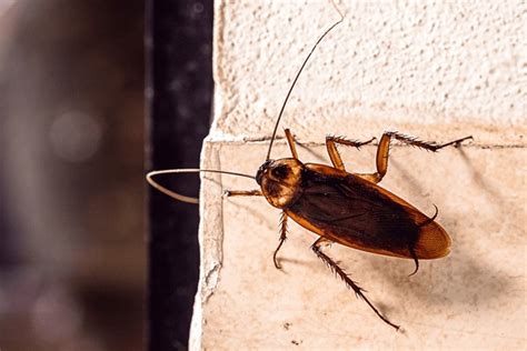 american cockroach wall royalty  images stock  pictures