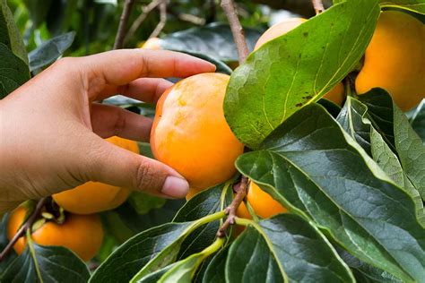 common reasons  persimmons fail  fruit