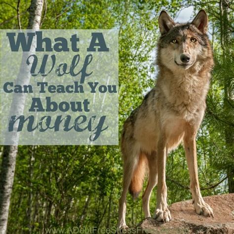 wolf  teach   money  mess  life