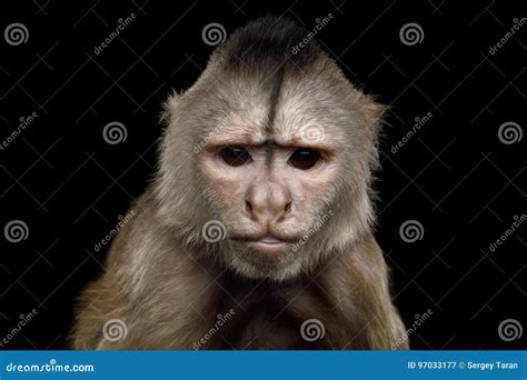 Capuchin Monkey stock image. Image of black, isolated - 97033177
