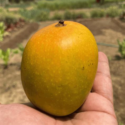 alphonso mango grow guide tropical tree guide