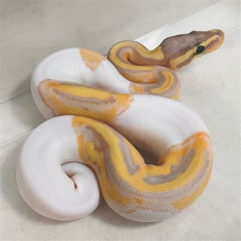 bananacoral glow piebald pet snake ball python pinstripe ball python