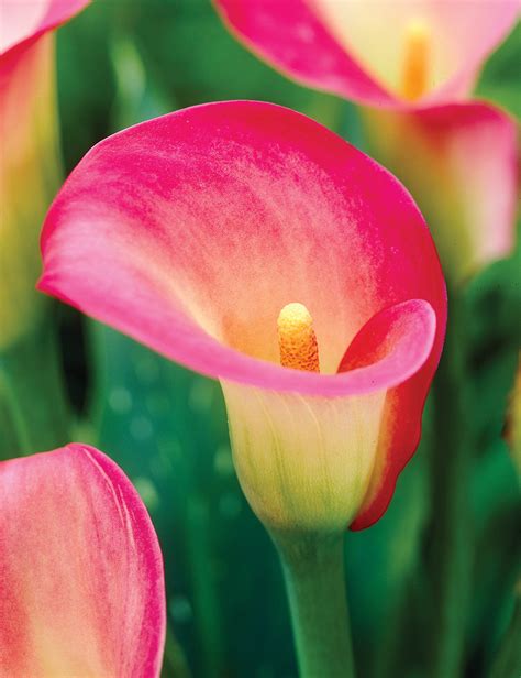 Calla Lily 'Queen Conch' - Tesselaar