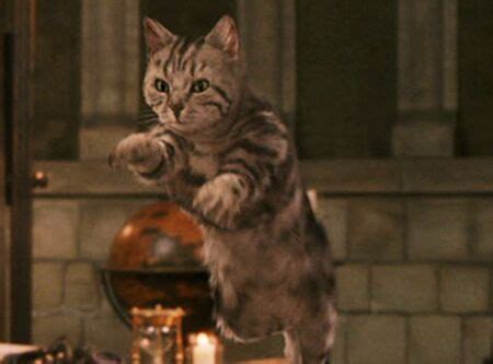 Something interesting I just realized about McGonagall's Animagus form ...