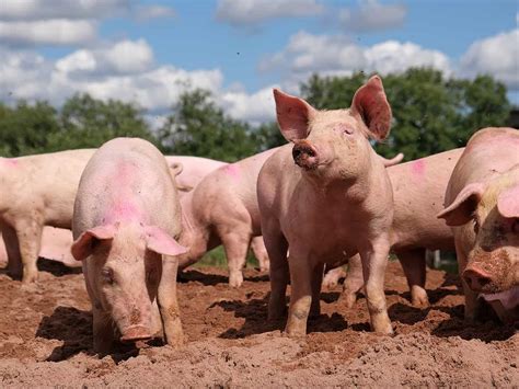 pig farming         raising pigs