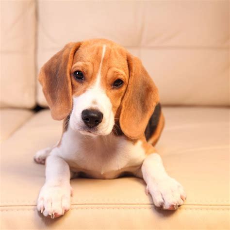 razas de perros nombres fotos  caracteristicas