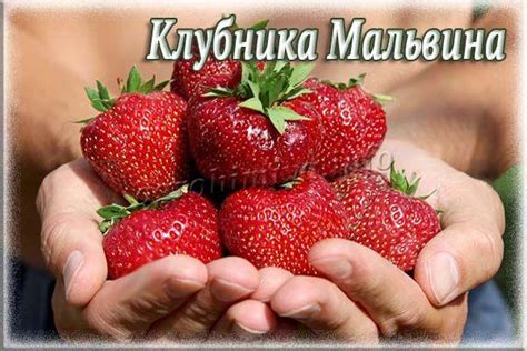 Клубника Мальвина:описание сорта, отзывы, фото, выращивание