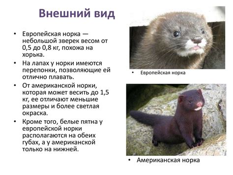 Европейская норка - презентация онлайн