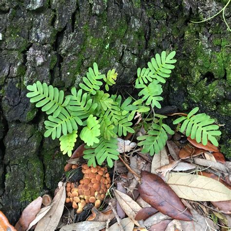 Resurrection Fern – Surviving the Dry Times | Our Mississippi Home