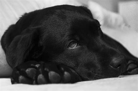 Free Images : black and white, puppy, animal, pet, fur, sight, close up