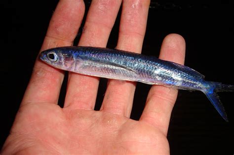 EXOCOETIDAE