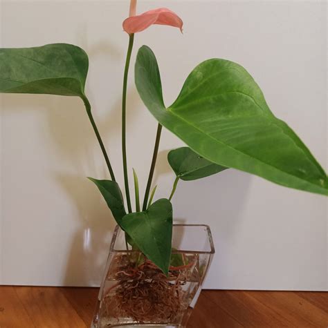 Plant Passion - Plant Passion added a new photo.