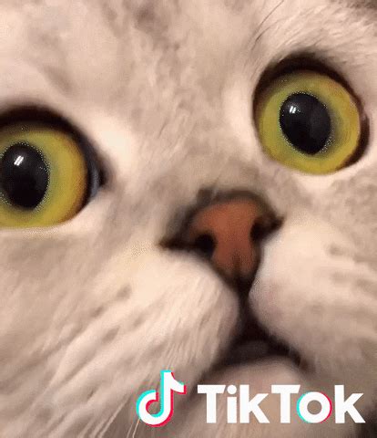 cat gif  tiktok france find share  giphy