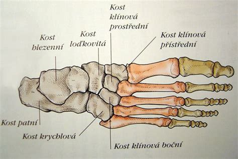 LIDSKÉ TĚLO