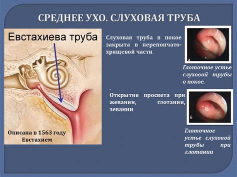 Морфофункциональная характеристика слуховой, вестибулярной ...
