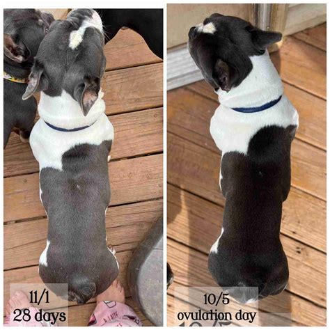 French Bulldog Pregnancy Stages : 9 Weeks Of Fun French Bulldog Pregnancy Timeline Updates | Le