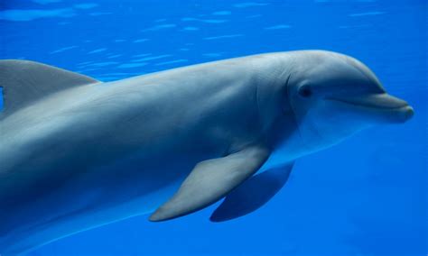 dolphin  nature   world