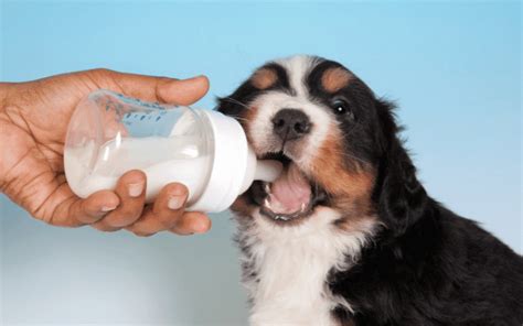 how to milk a dog