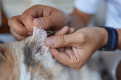 Premium Photo | Cute grayish cats owner cleaning its ears with a cotton pad