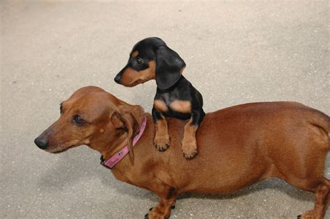 Miniature Dachshund Facts, Info, Temperament, Puppies, Pictures