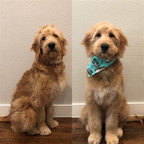 When Should I Get My Goldendoodle First Haircut