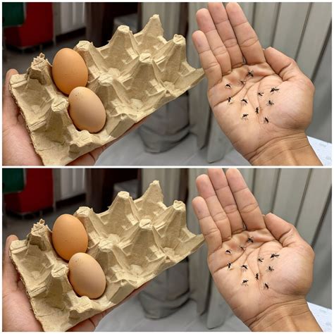 Unveiling the Secret: Harnessing the Magic of Cloves and Egg Cartons