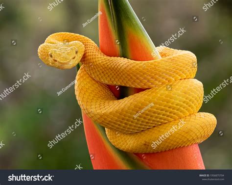 297 Palm Pit Viper Images, Stock Photos & Vectors | Shutterstock