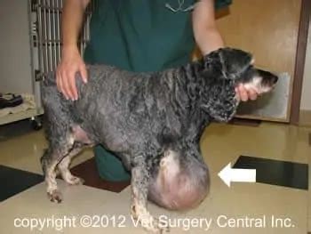 Can Fatty Tumors Be Removed From Dogs