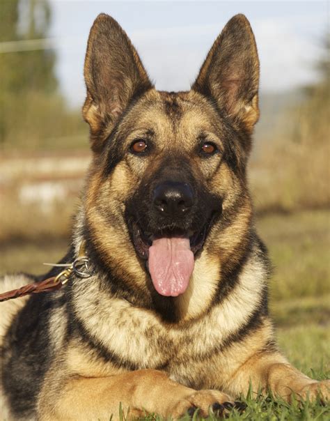 German Shepherd Dog Pictures at genmessiahblog Blog