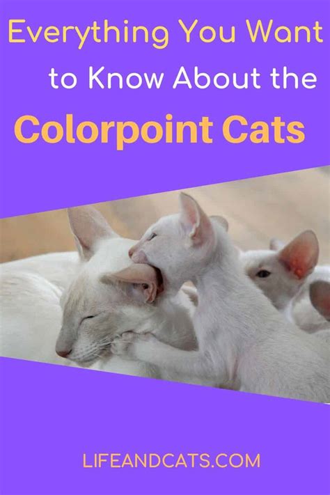Everything You Want to Know About Pointed Cat Colors - Life & Cats