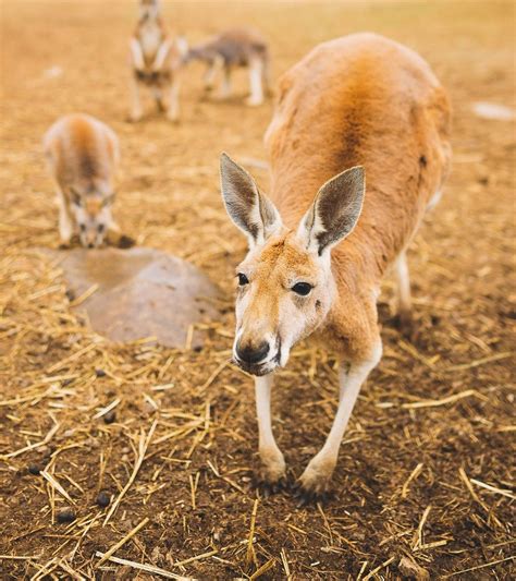 Kentucky Down Under Adventure Zoo - Hart County Tourism