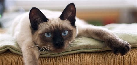 important ways   cats healthy peta prime