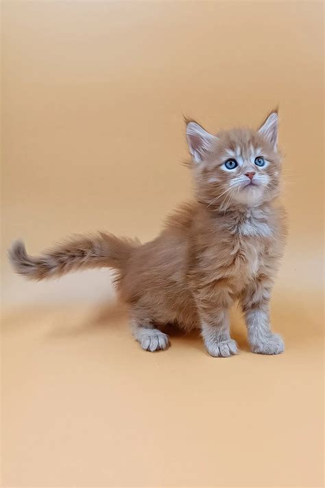 Fox the Charming Maine Coon Kitten