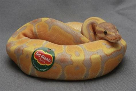by Karen Nelson on Ball Python | Ball python, Cute snake, Pet snake