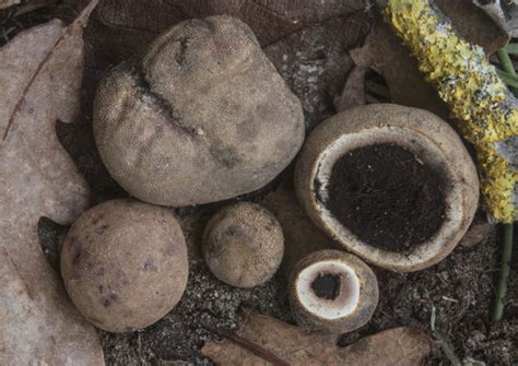 Elaphomyces granulatus · iNaturalist