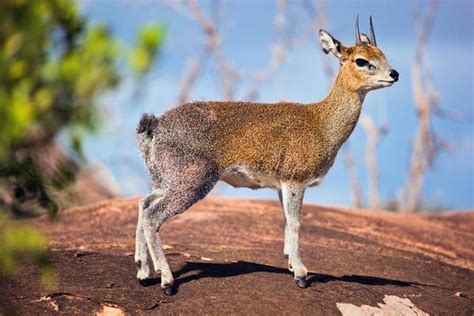 serengeti stock  images  backgrounds
