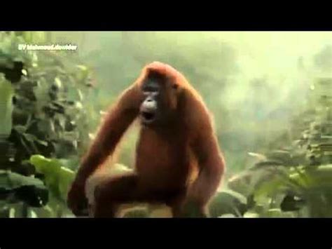 Маймыл - YouTube