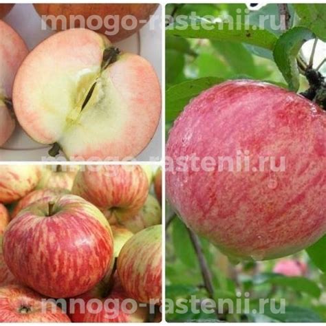 Саженцы Яблоня Коричное полосатое купить по цене 600 руб. в Москве с ...