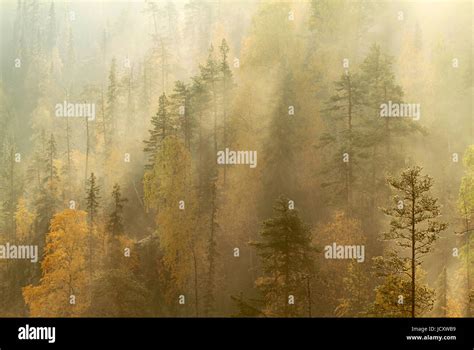 Taiga forest hi-res stock photography and images - Alamy