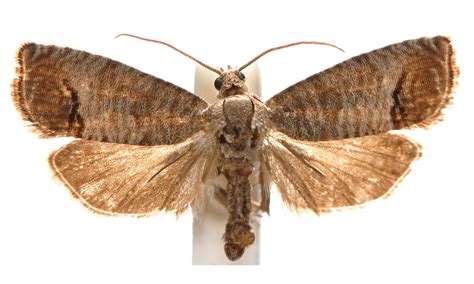 Cydia pomonella (Linnaeus, 1758) – Australian Moths Online
