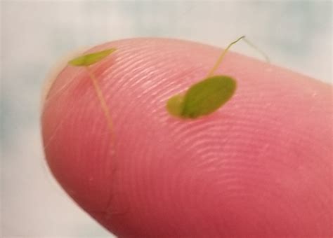 Duckweed varieties...? | The Planted Tank Forum