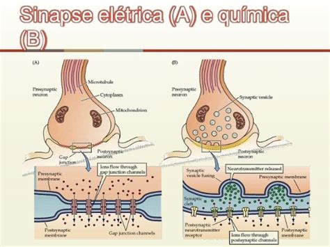 Sinapse Química E Elétrica