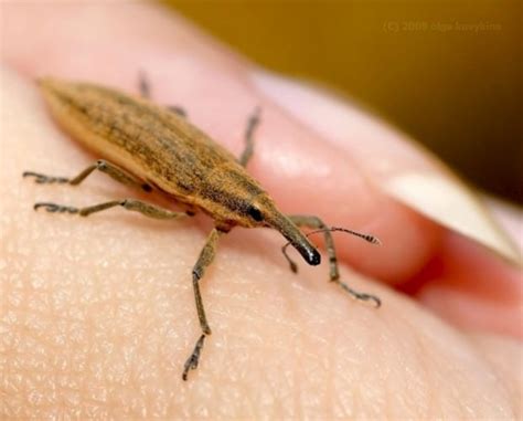 Долгоносики или слоники (лат. Curculionidae) – Интересные животные