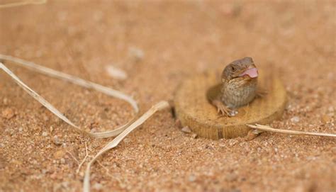 Powering the conservation of SA's Pygmy Lizard - Flow Power