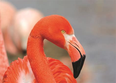 flamboyant flamingo facts wwfca