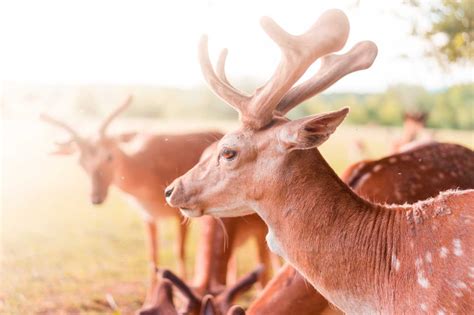 Fallow Deer | Free Animal Picture by picjumbo