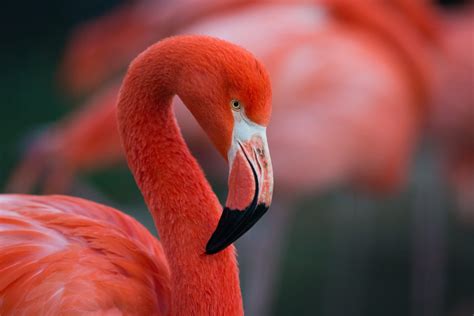 american flamingo earthcom american flamingo