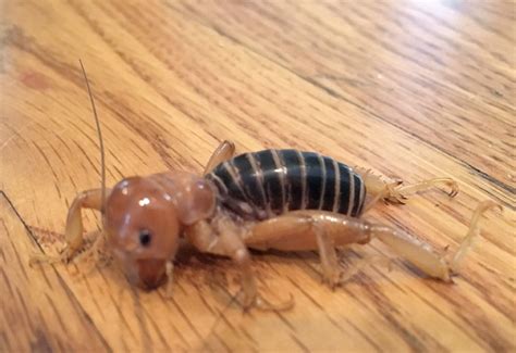 potato bug locomotive  lee porter blog